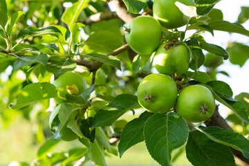 Close up of organic green apples on twig