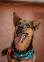 Captivating Canine: Embrace the Delight of Adopting