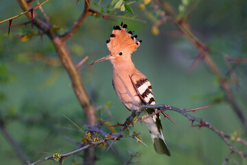 A singing male Eurasian hoopoe (Upupa epops) in breeding plumage sits on a tree branch against a blurred green background in soft morning light. Exotic and close-up photo