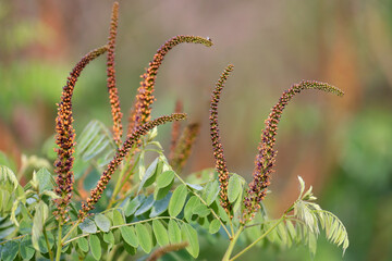 Close-up shot of Amorpha fruticosa inflorescences against a blurred background in soft morning light