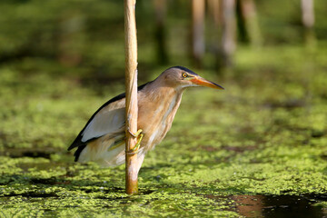 A male little bittern (Ixobrychus minutus) sits on a thick toast stalk above the water, waiting for a prey error. Close-up photo in soft morning light