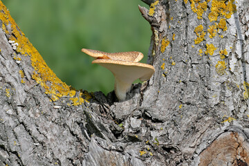 Two mushrooms Cerioporus squamosus aka Polyporus squamosus grew in the fork of a walnut tree trunk