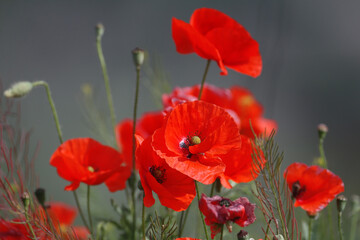 A group of red poppies is shot very close-up against the background of distant blue water.