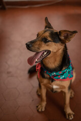 Captivating Canine: Embrace the Delight of Adopting
