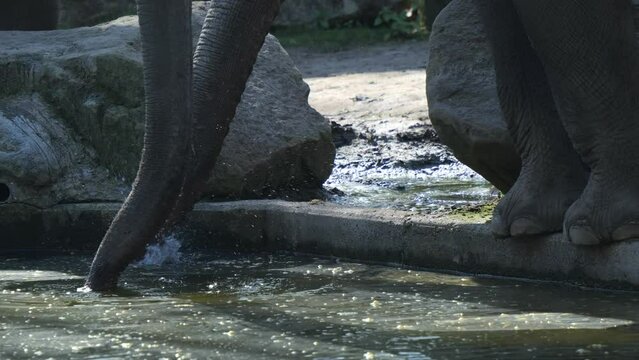 Elephant Trunks Drinking Water At Zoo. Low Angle Shot