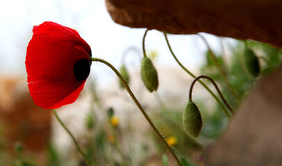 Obraz premium Anemone flower among rocks in an agricultural area