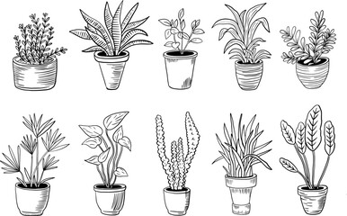 Houseplants flower set. Hand drawing collection of houseplants flower vector for design isolated on white background