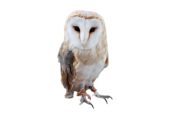 isolated great owl