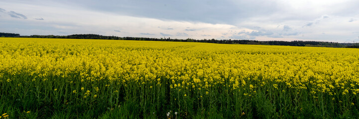 Obraz premium Rapsfeld