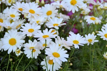 White, wild, meadow chamomile flowers