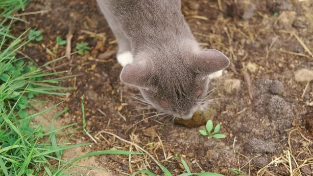 Cat catches a mouse. Cat catching a mice outdoors in a garden backyard. Gray kitten playing with captive little gerbil mouse in a grass. Cats&mice. Stripped feline hunting the mouse on a farm.