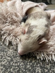 Adorable sleeping ferret captured in a peaceful slumber. Perfect for showcasing coziness and tranquility. Ideal for pet lovers and those seeking a touch of cuteness in their design projects.
