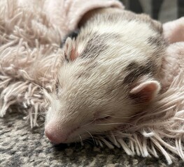 Adorable sleeping ferret captured in a peaceful slumber. Perfect for showcasing coziness and...