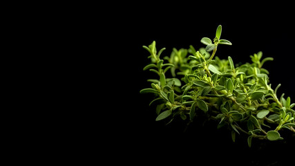 Minimalistic thyme mockup and copy space with a black background, generative AI

 - obrazy, fototapety, plakaty