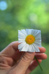 Oxeye Daisy – Leucanthemum Vulgare With Square Petals - 612784229