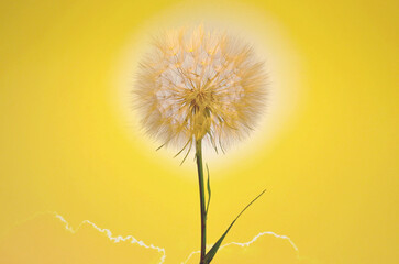 Single Closeup Dandelion Flower against the Sun