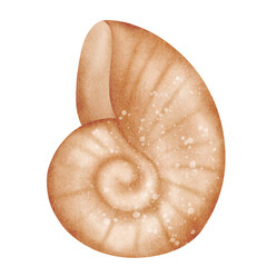 Sea shell