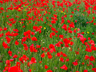 Poppies at pentire head cornwall england uk near newquay. 