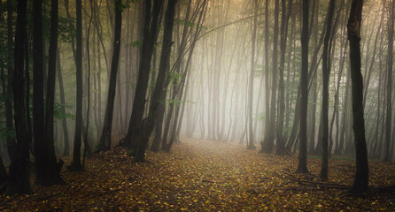 autumn forest path on rainy day