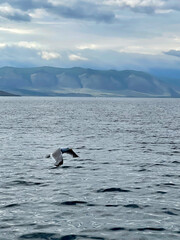 Fototapeta premium Seagull flying in the sky over Lake Baikal