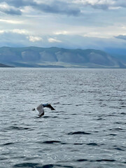 Seagull flying in the sky over Lake Baikal