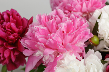 beautiful peonies on a white background
