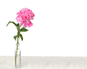 beautiful peonies in a vase on a white background