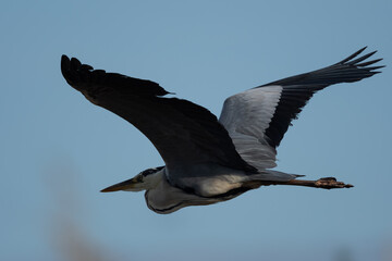 アオサギの飛翔