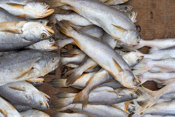 Fresh fish for sale in the city of Belém do Pará, in the northern Amazon of Brazil, is the river market called Ver-o-Peso (check-the-Weight)