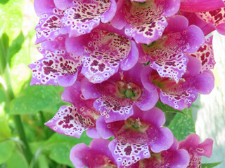 Pink foxglove closeup