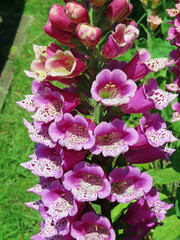Pink foxgloves