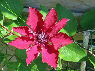 Red clematis flower