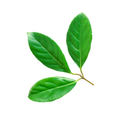 Three wide leaves on a single short branch, isolated on white background. Isolated green branch.