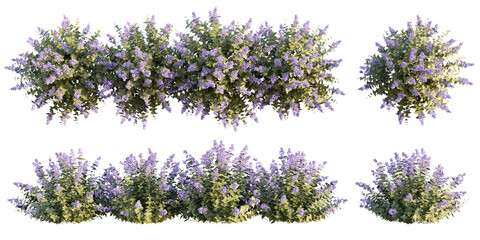 isolated cutour bushes with purple flower, best for foreground, best for landscape design, best for postpro visualization render. © AK082