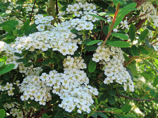 white blossom on tree