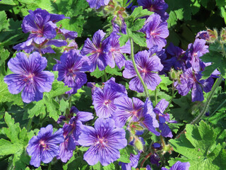 Purple geraniums