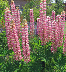 pink and white lupins