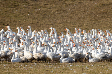 Flock of geese in open air, Hungary