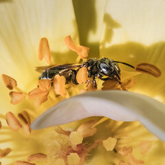 A dark metallic green Small Carpenter Bee (Ceratina sp) pollinating the anthers of a yellow rose flower.  Long Island, New York, USA