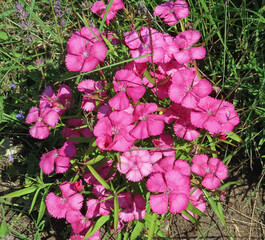 pink flowers in a garden