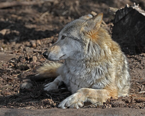 Calm Eurasian wolf (Canis lupus lupus) rests