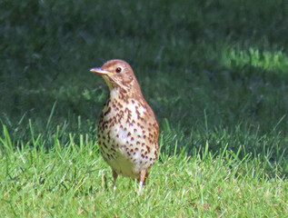 Song thrush on grass