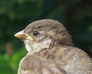 Baby goldfinch