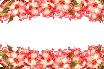 Frame from Pink Adenium. Desert rose flowers in spring  with copy space for text.