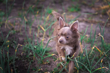 Lilac cute longhair chiwawa puppy - closeup photography