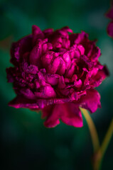 Last days of life of peony flower. Close-up photography in Peony garden