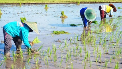 woman farmers plants rice in paddies. farmer planting in rice paddy