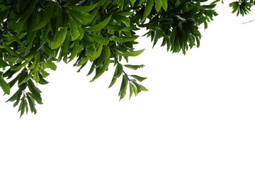 branch of a tree isolated