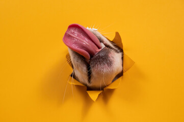 Licking dog jack russell terrier broke orange cardboard background with his nose.