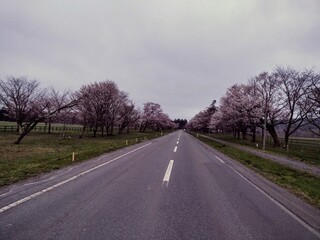 桜